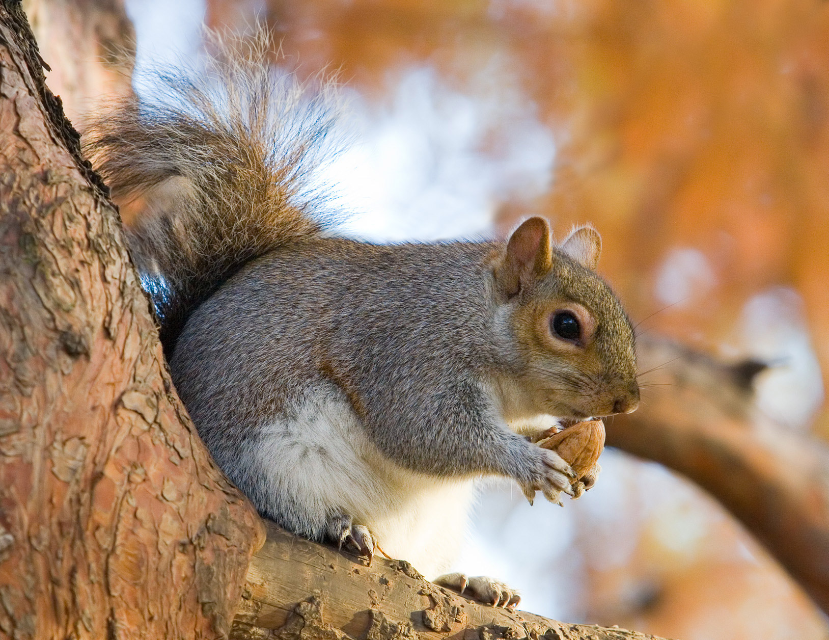 What is the scientific name for a tree squirrel?