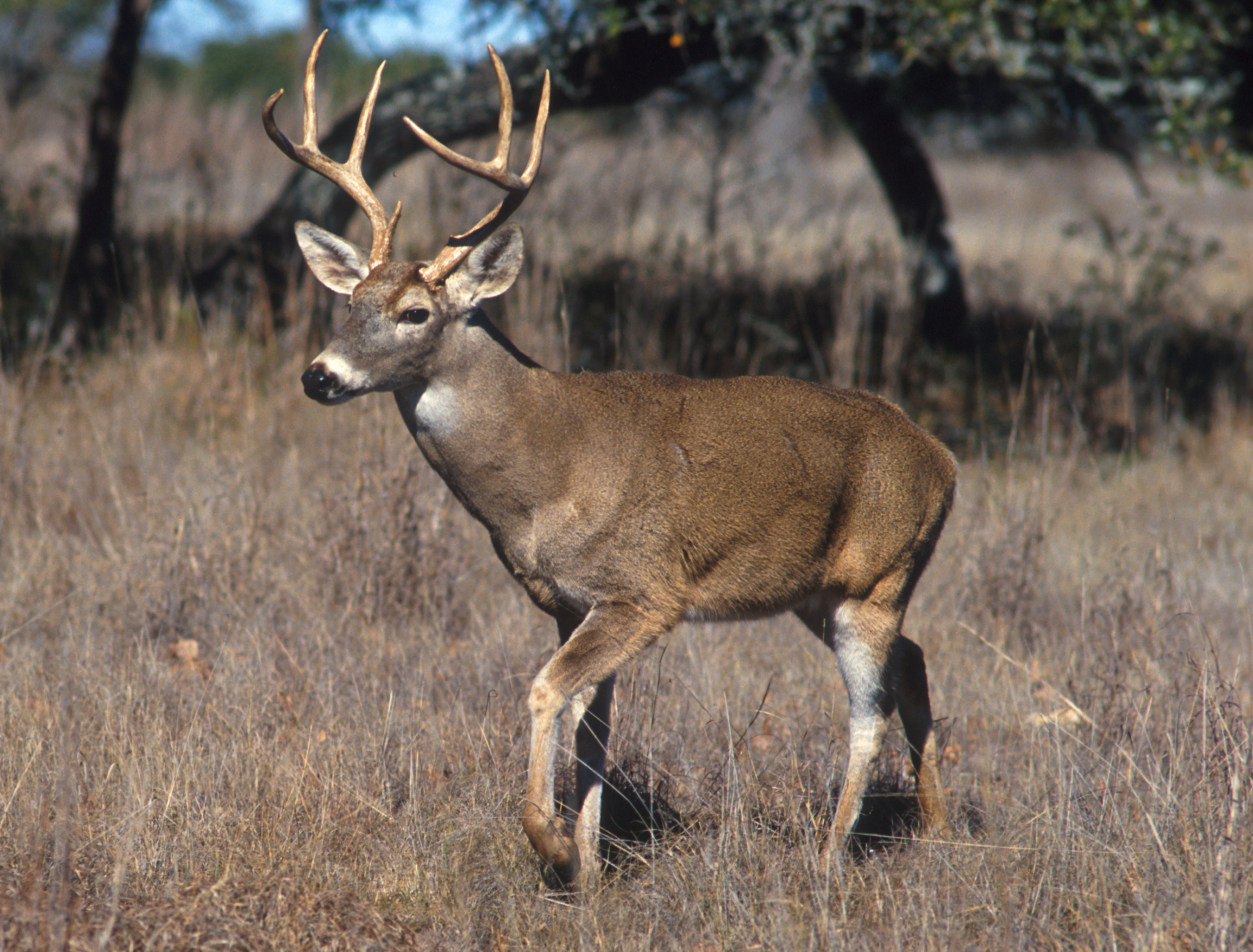 What is the scientific name for the white-tailed deer?