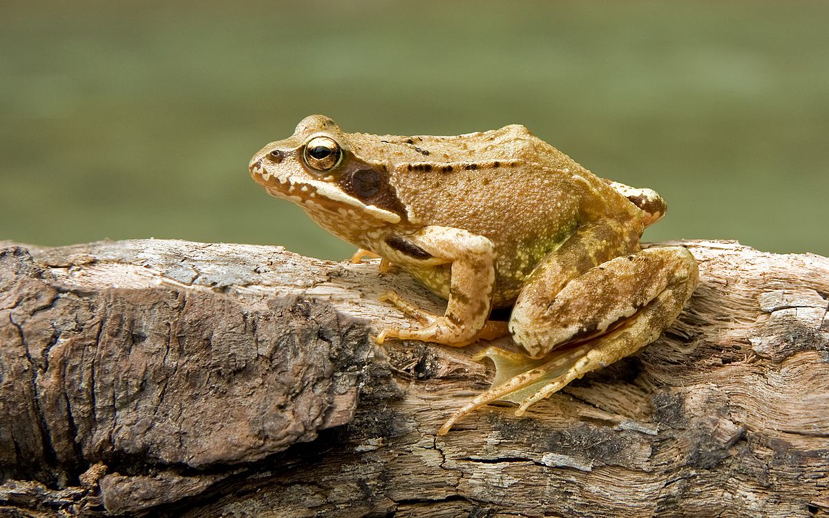 What is the scientific name of common frog?