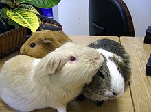 What is the scientific name of guinea pig?