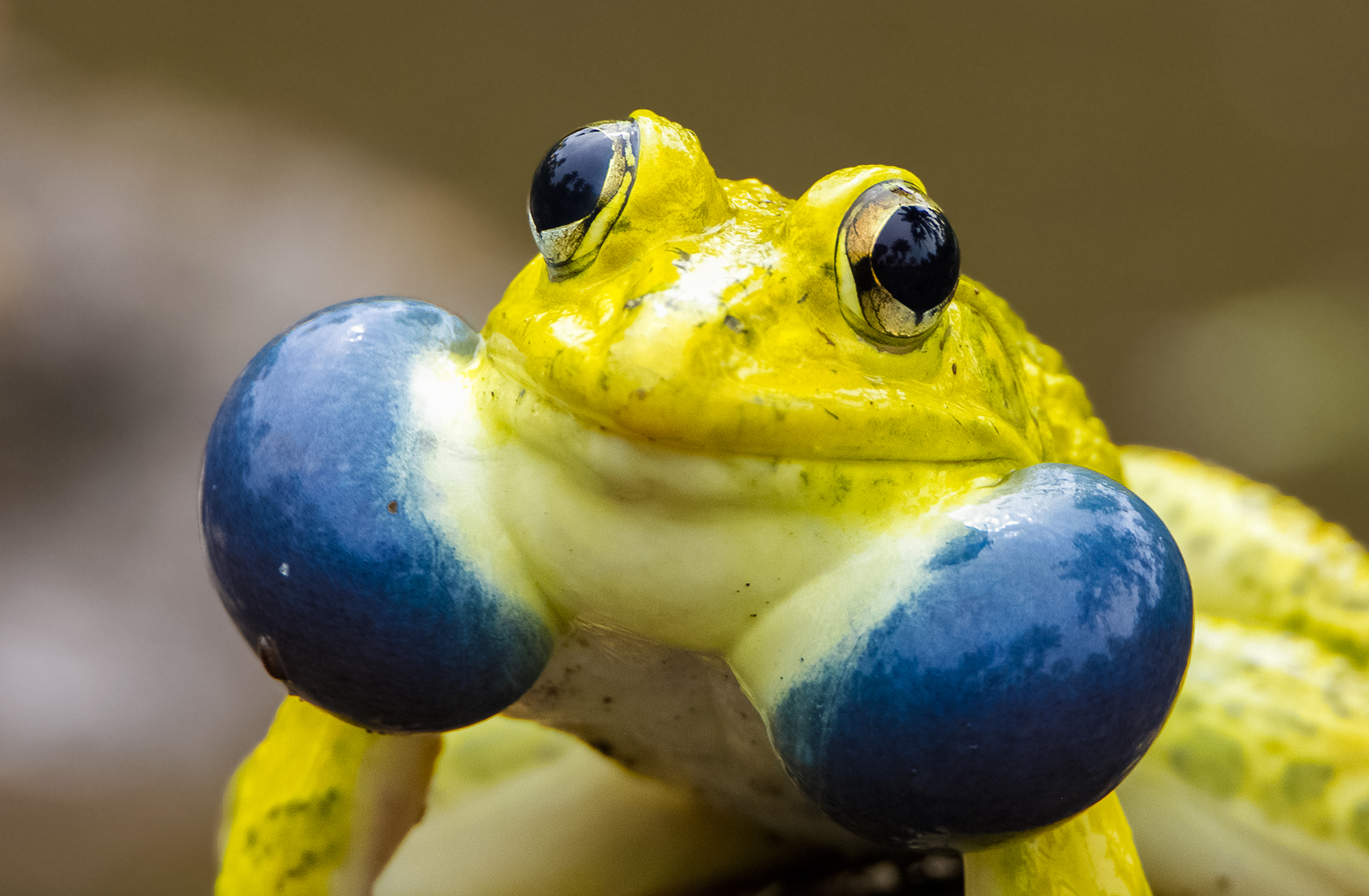 What is the scientific name of Indian bullfrog?