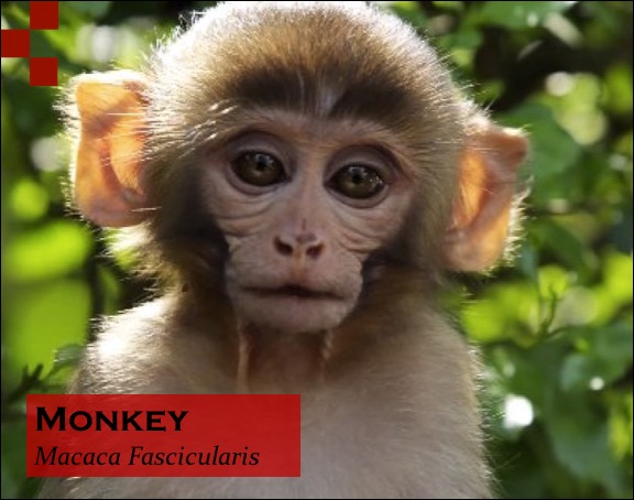 What is the scientific name of monkey?