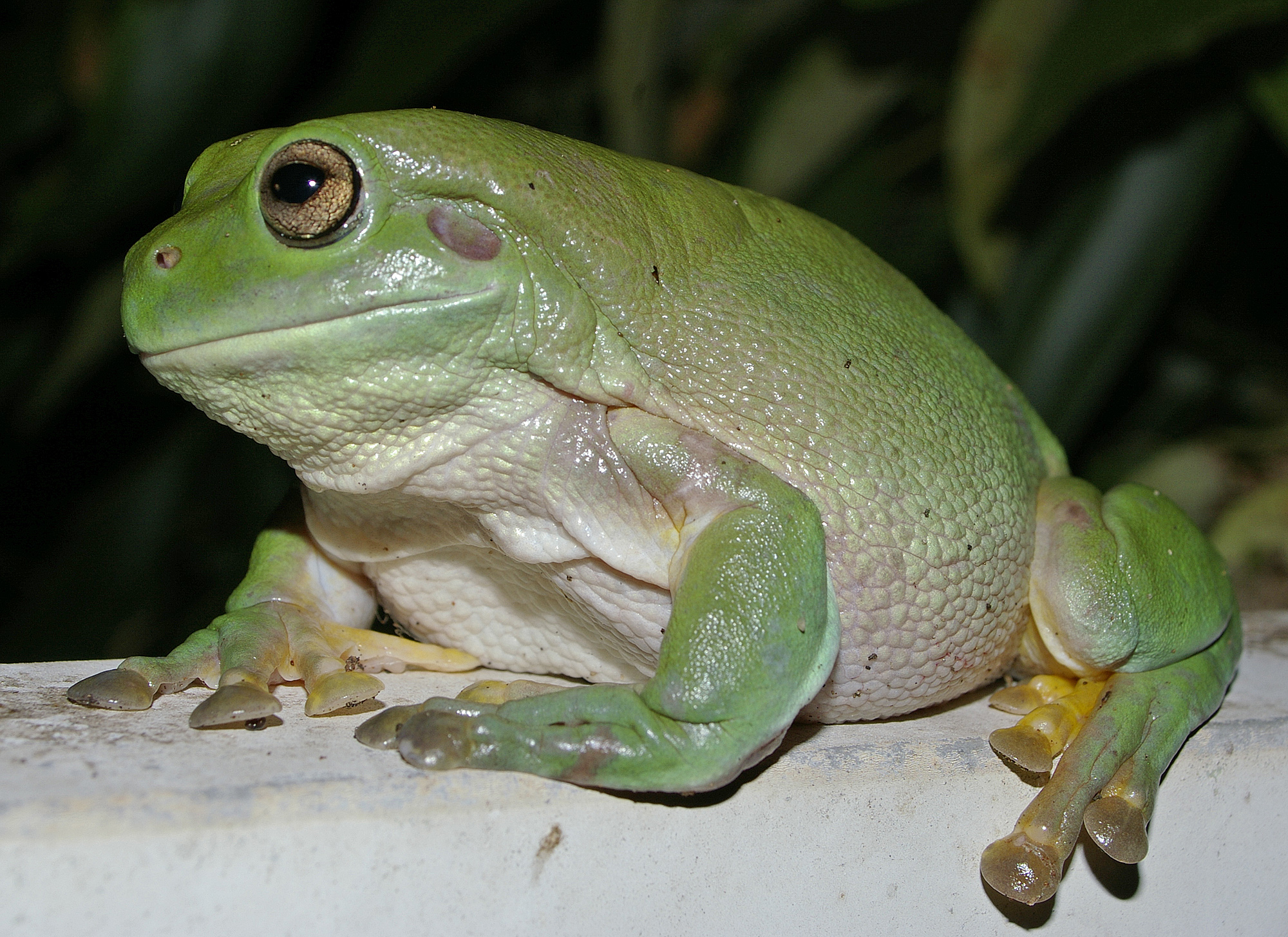 What is the scientific name of the green tree frog?