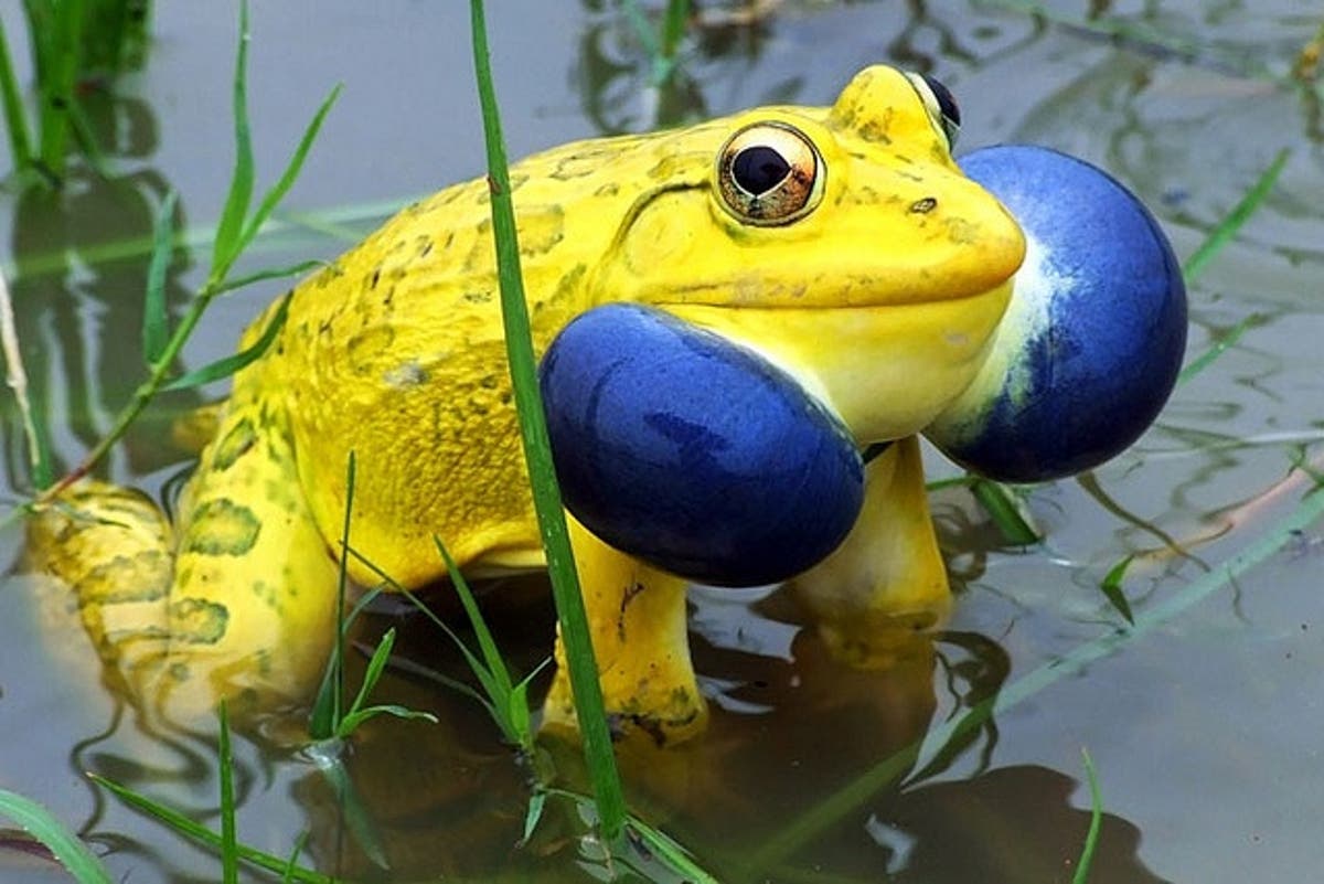 What is the scientific name of the Indian bullfrog?