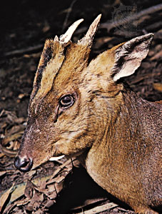 What is the scientific name of the New World deer?