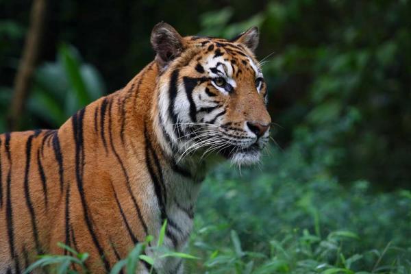 What is the scientific name of the tiger subspecies?