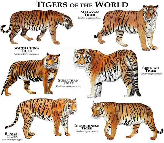 What is the scientific name of the tiger?