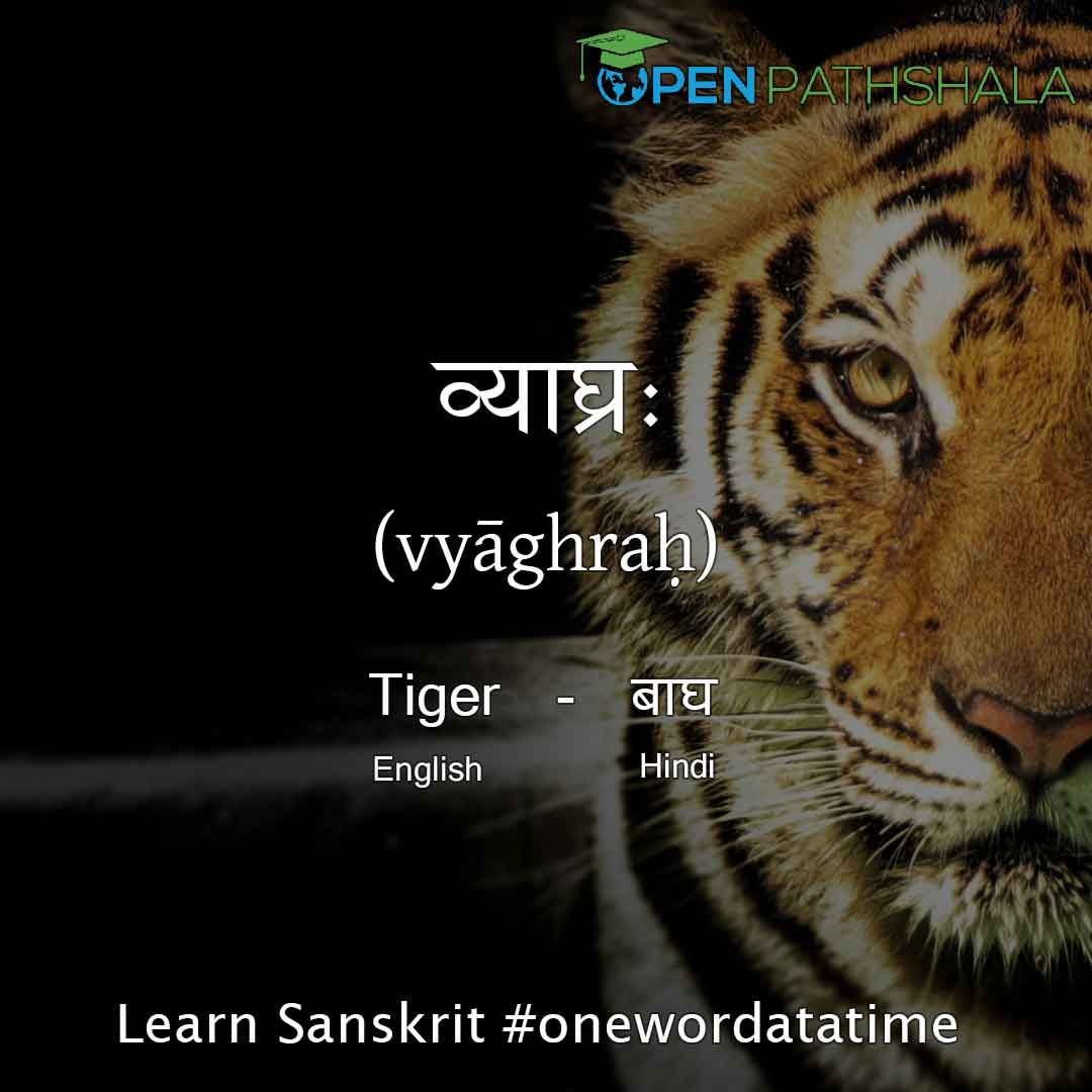 What is the scientific name of Tiger in Sanskrit?