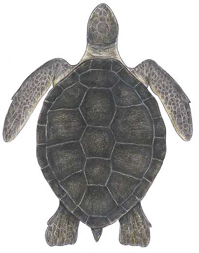 What is the scientific of turtle?