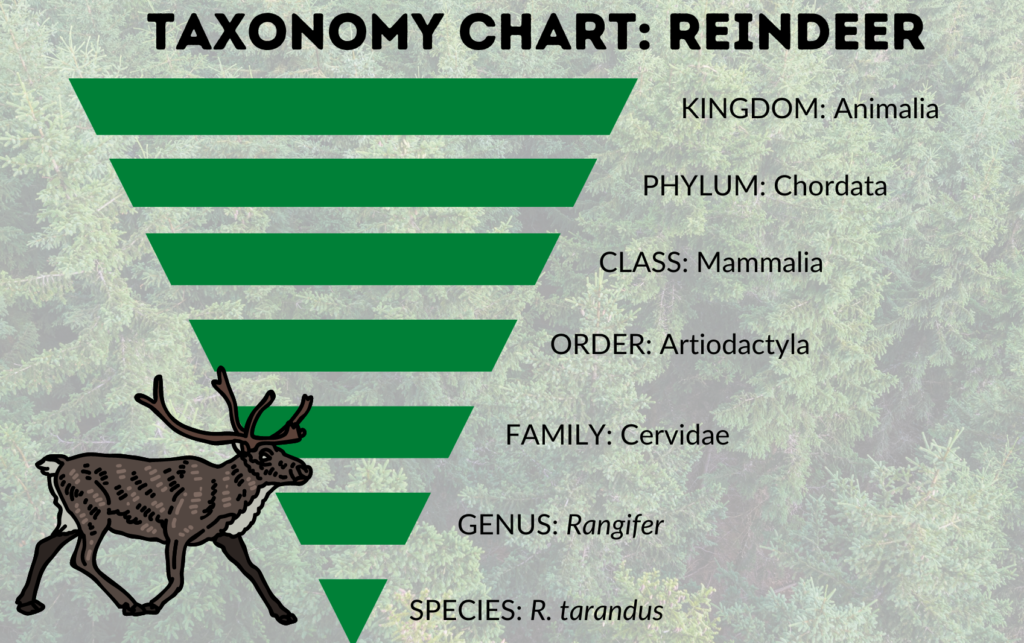 What is the scientific order of a deer?