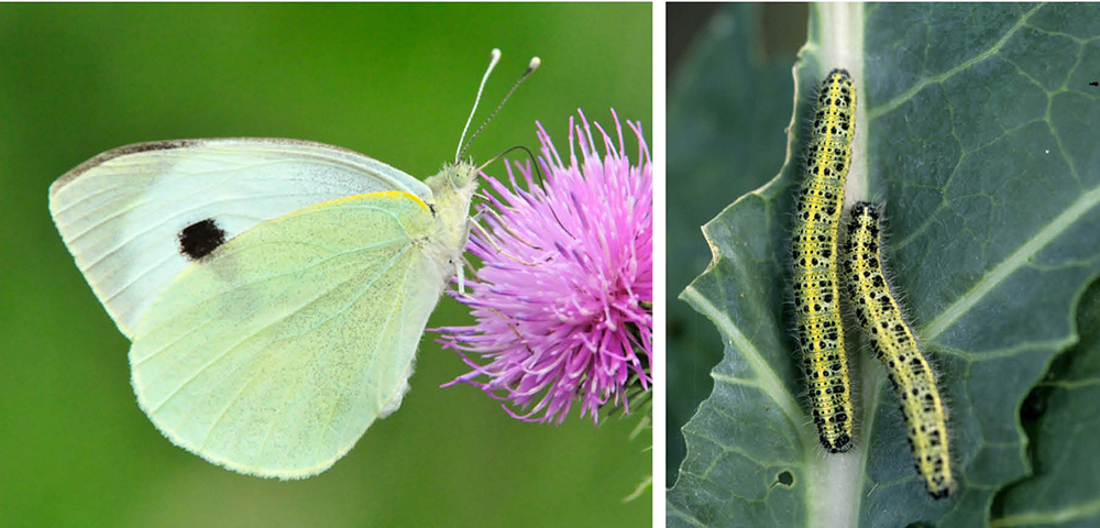 What is the season for cabbage white butterfly?