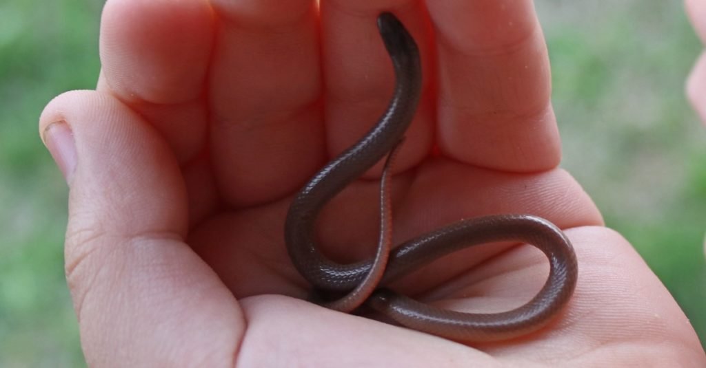 What is the second smallest snake in the world?