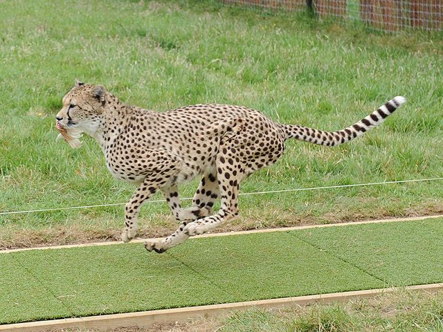 What is the secret of cheetah speed?