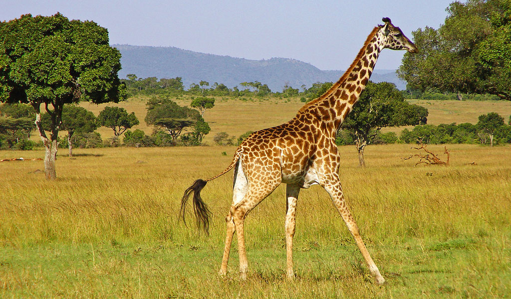 What is the shelter of a giraffe called?