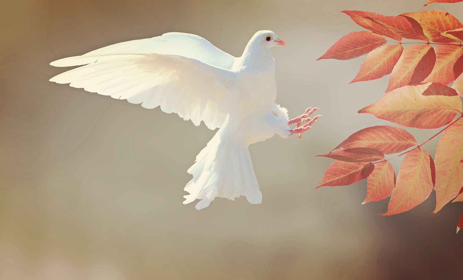 What is the significance of the war-association with dove symbolism?
