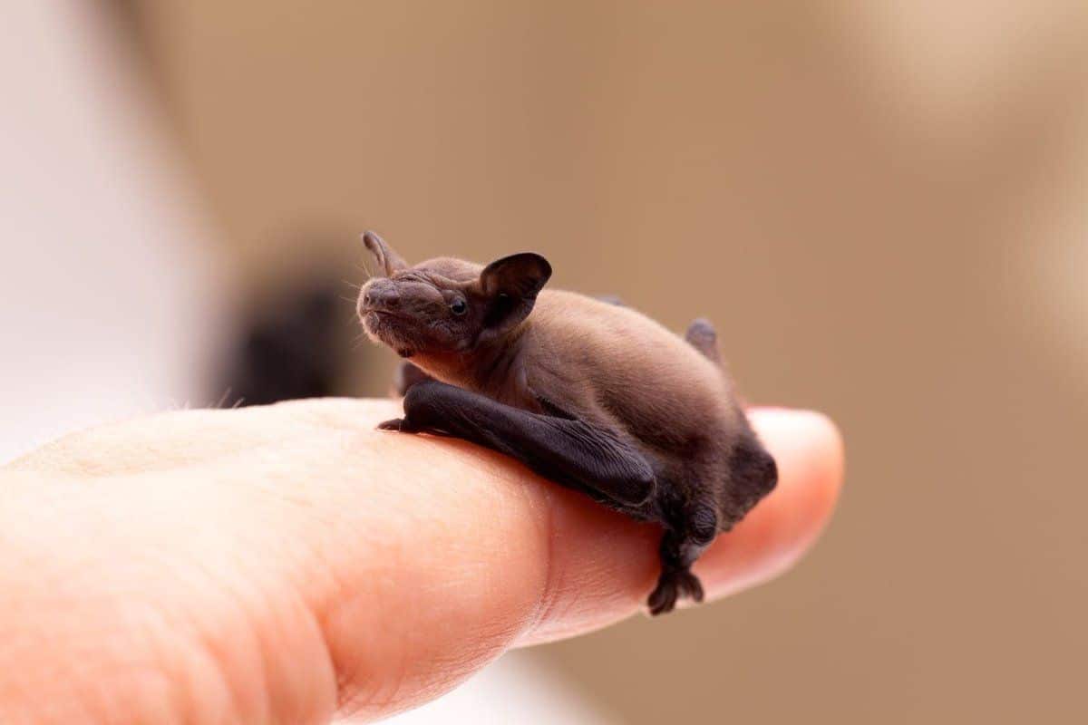 What is the size of a bumblebee bat?