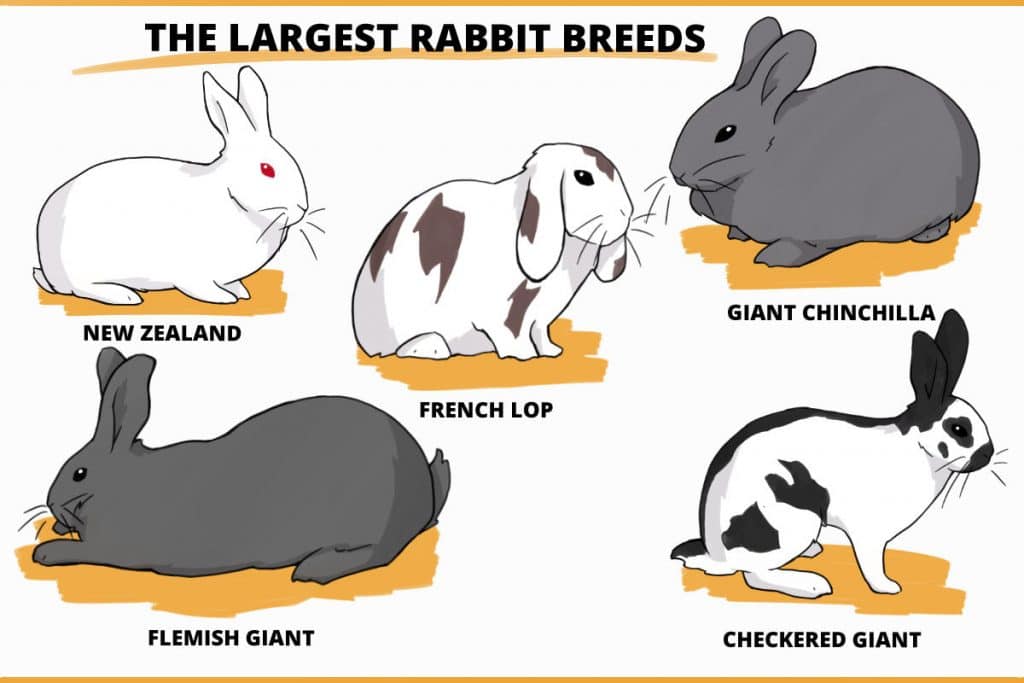 What is the size of a full grown rabbit?