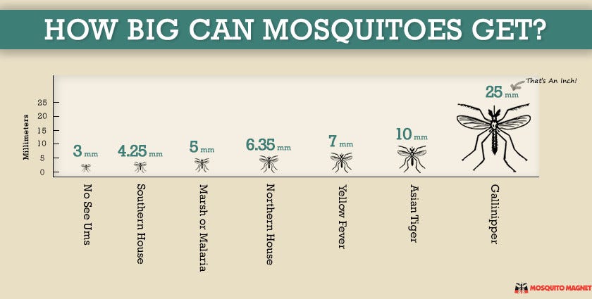 What is the size of a mosquito in MM?