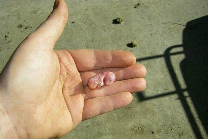 What is the size of a newborn Kangaroo?