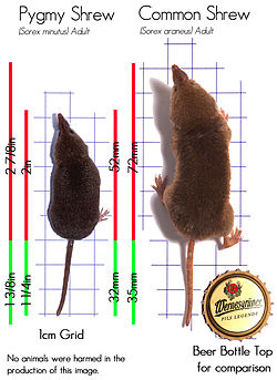 What is the size of a pygmy shrew?