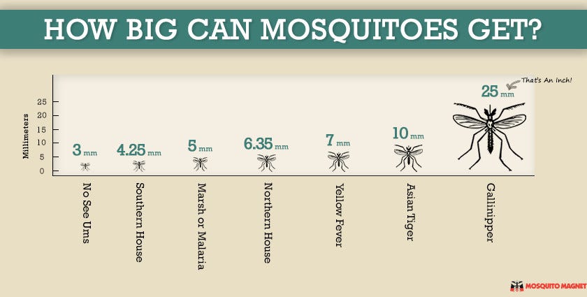 What is the size of mosquito?