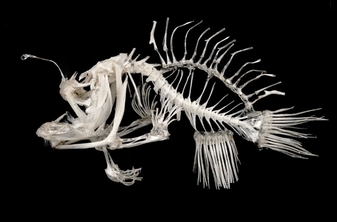 What is the skeletal structure of an angler fish?