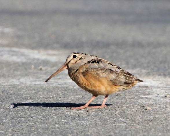 What is the slowest bird in the world?