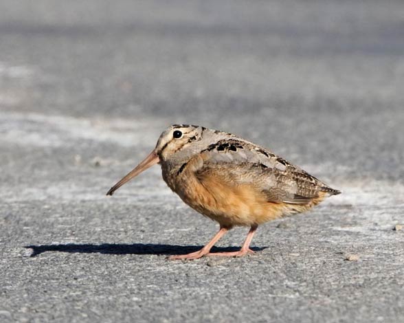 What is the slowest bird of prey?