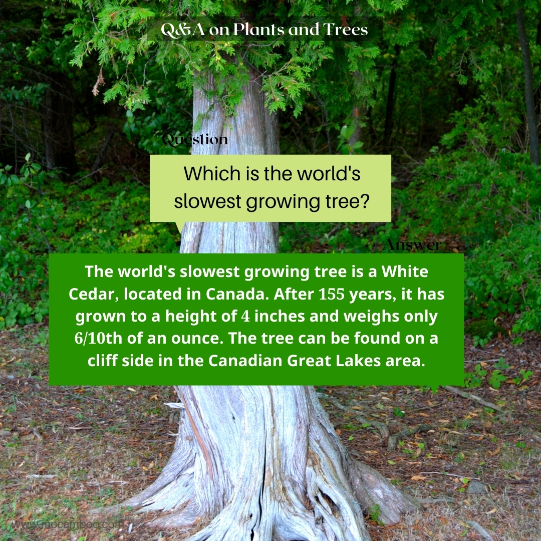What is the slowest growing tree in the world?