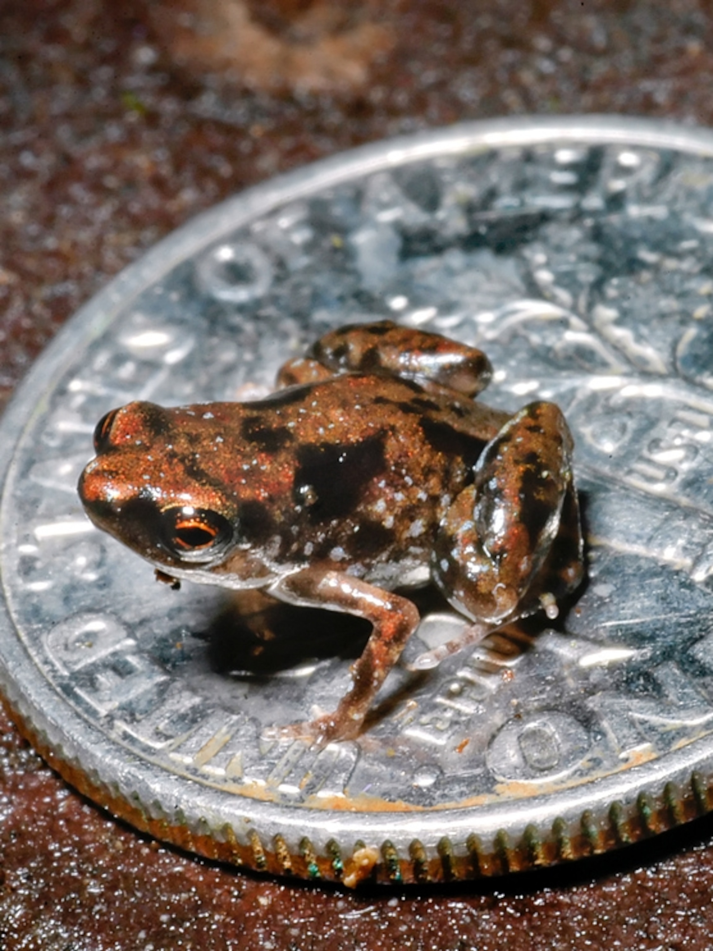 What is the smallest amphibian in the world?