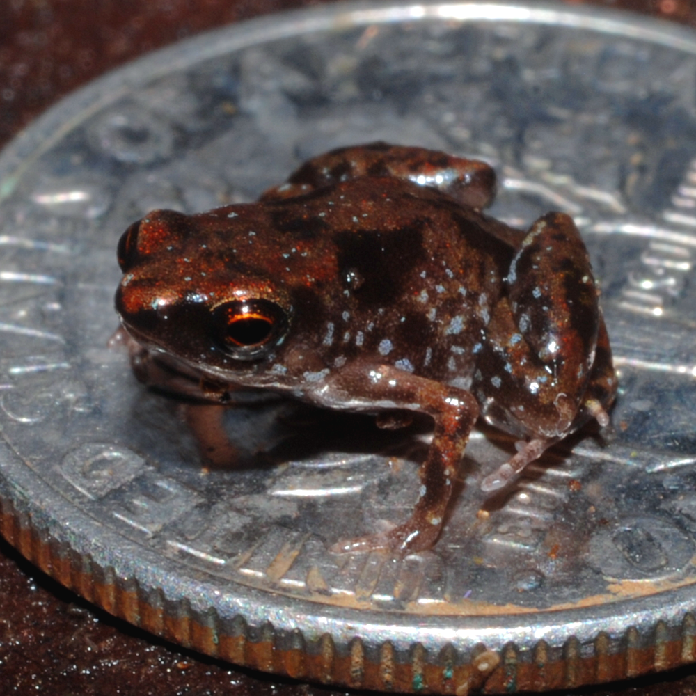 What is the smallest amphibian?