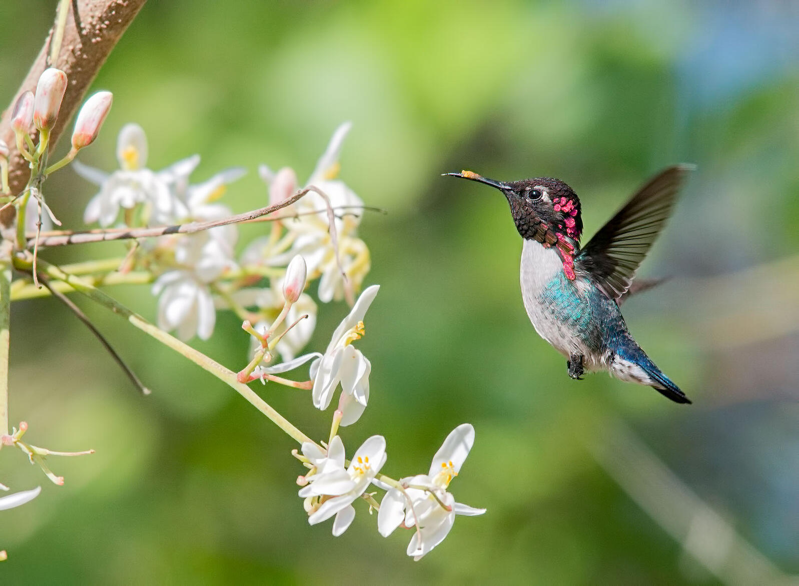 What is the smallest bird in the world?