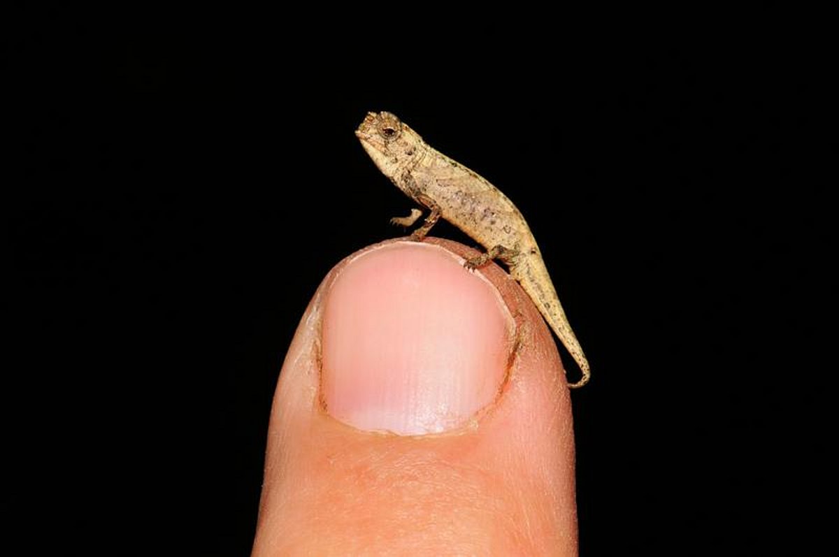 What is the smallest Chameleon in the world?