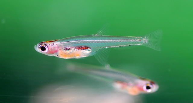 What is the smallest freshwater fish in the world?