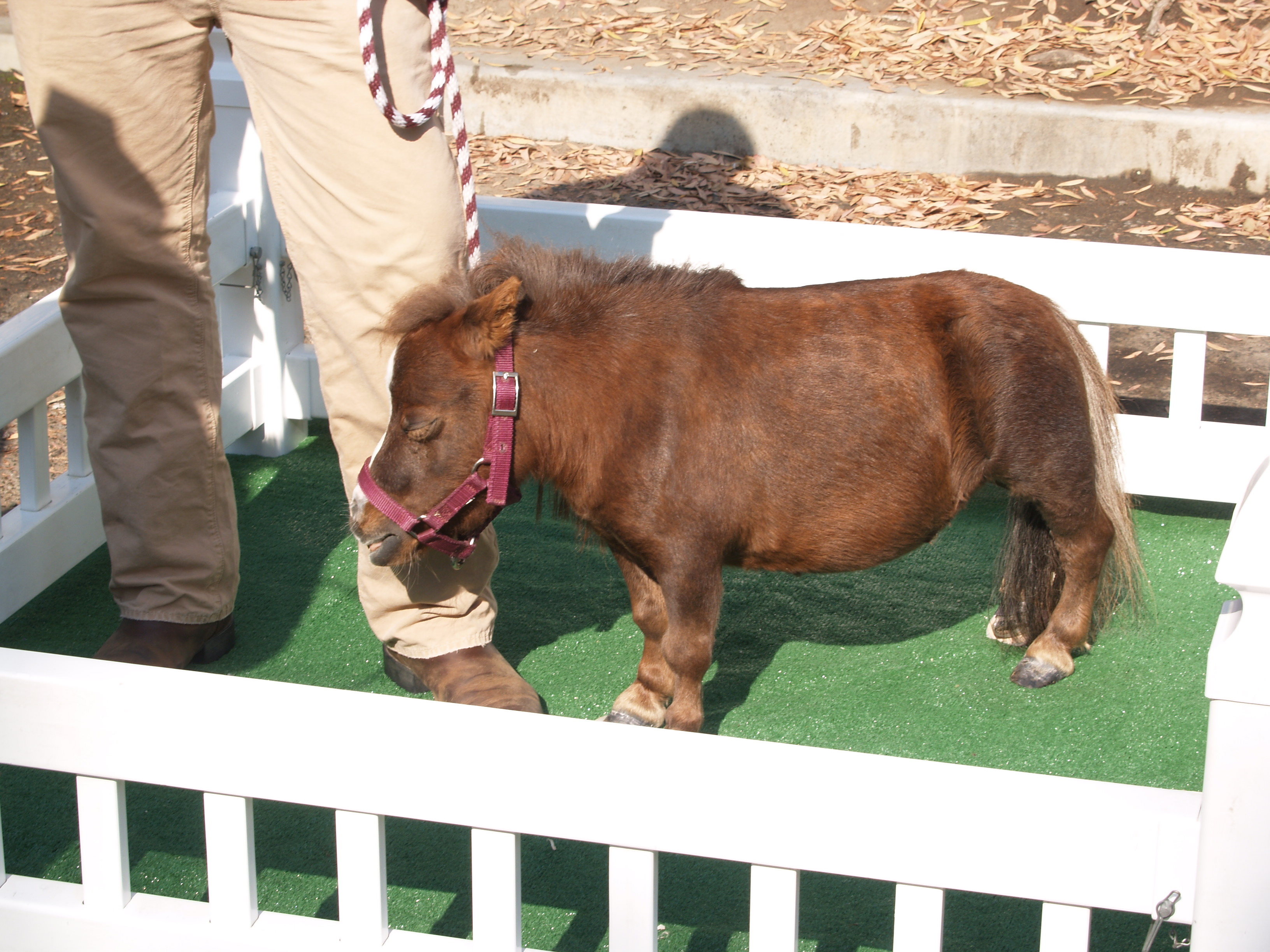 What is the smallest horse in the world?