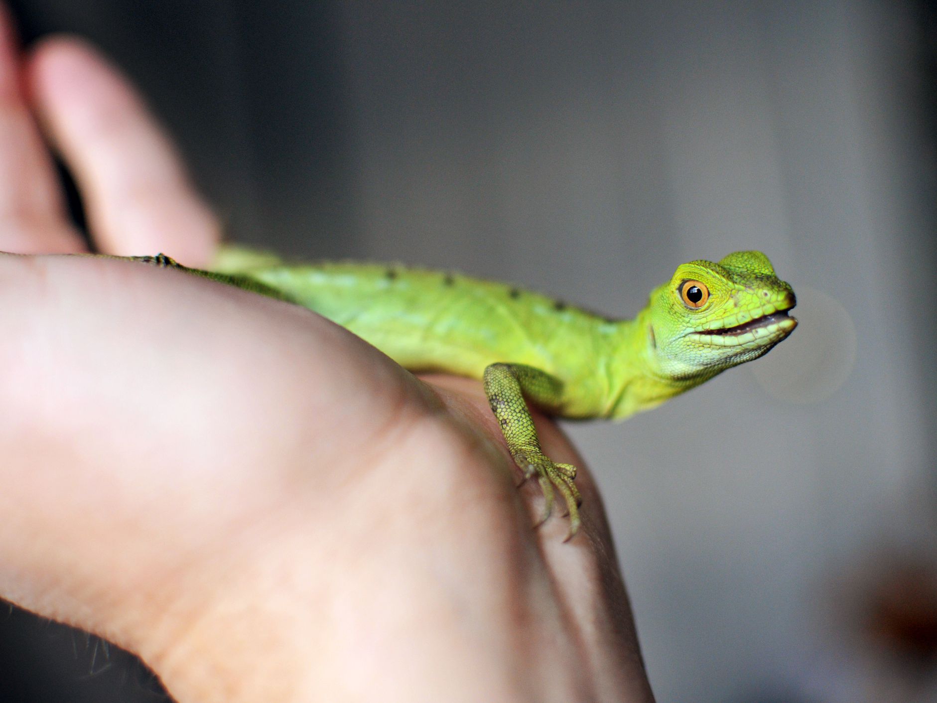 What is the smallest lizard you can have as a pet?