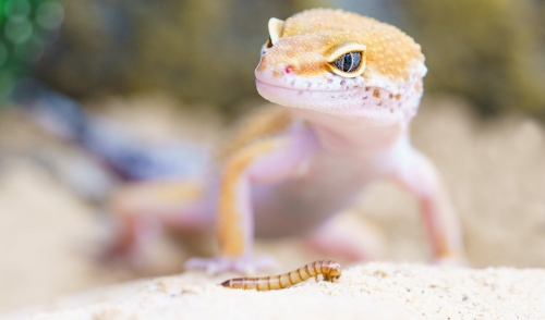 What is the smallest lizard you can keep as a pet?