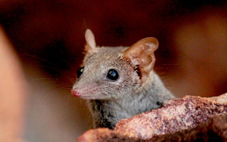 What is the smallest marsupial in the world?