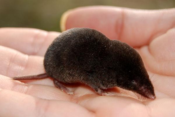 What is the smallest mole in the world?