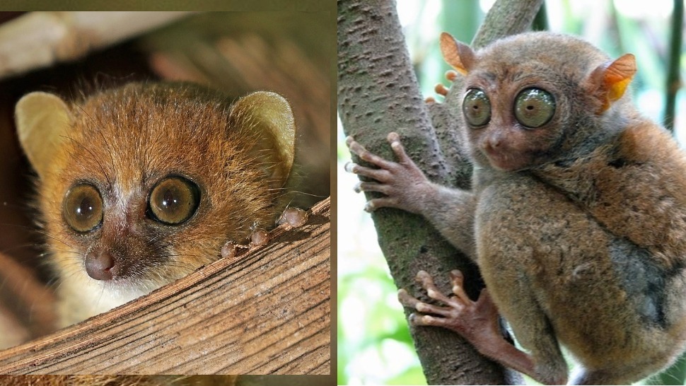 What is the smallest primate in the world?