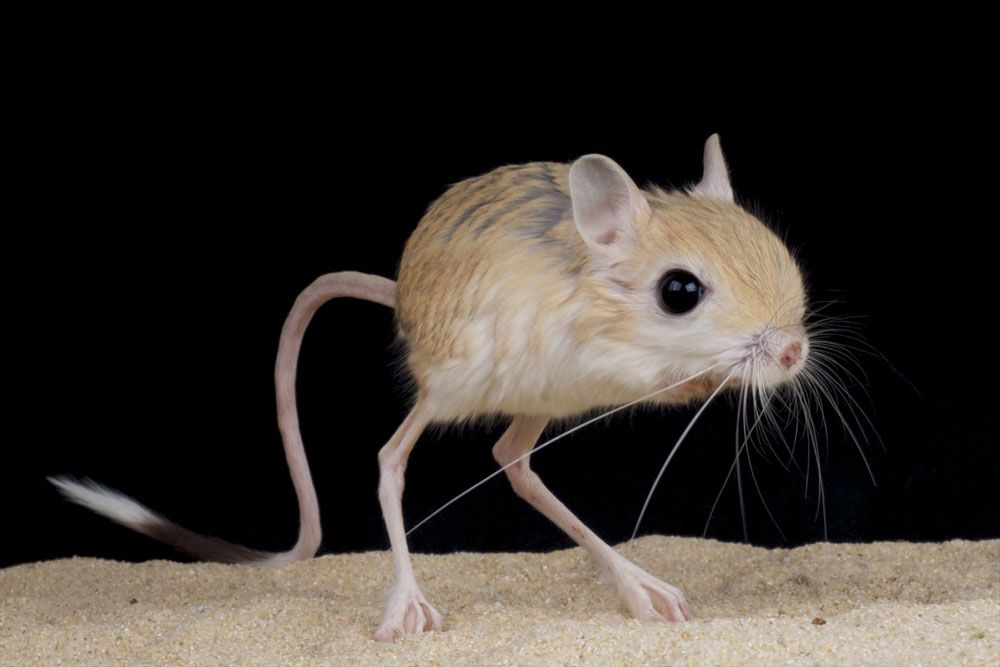 What is the smallest rodent in the world?