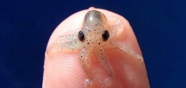 What is the smallest sea creature in the world?