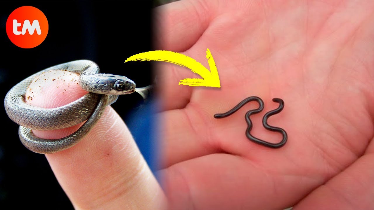 What is the smallest snakes in the world?