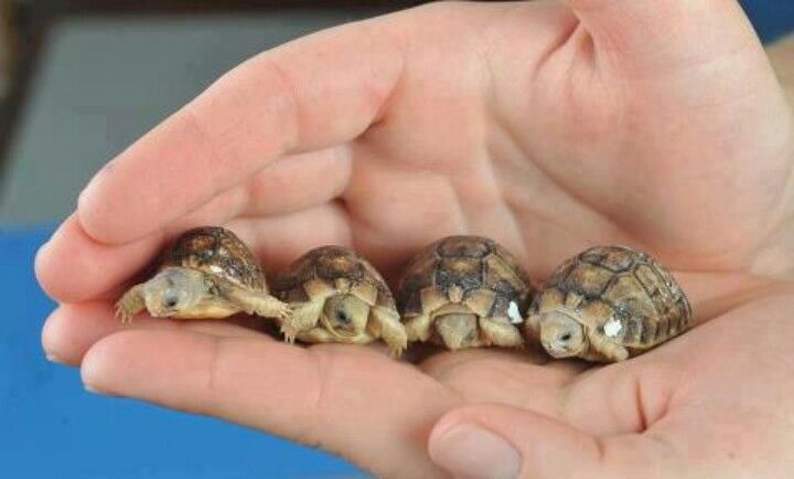 What is the smallest tortoise in the world?