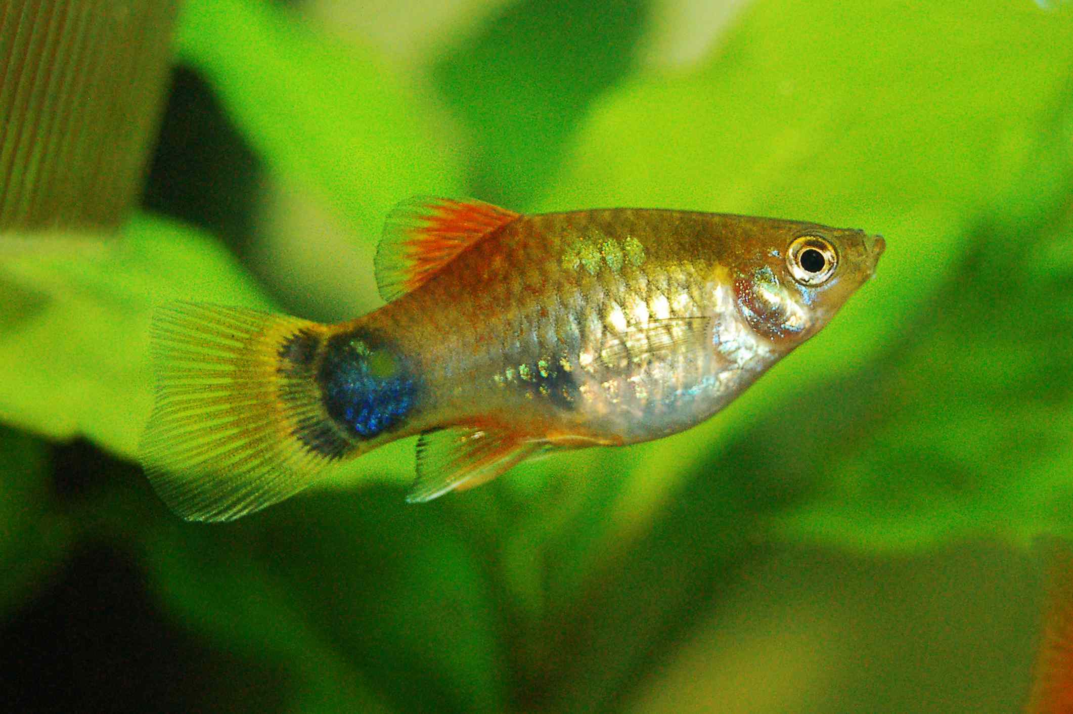 What is the smallest tropical aquarium fish?
