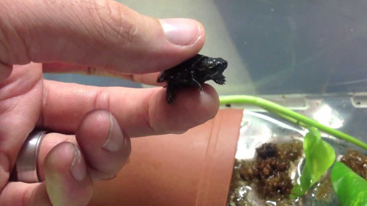 What is the smallest turtle in the world?