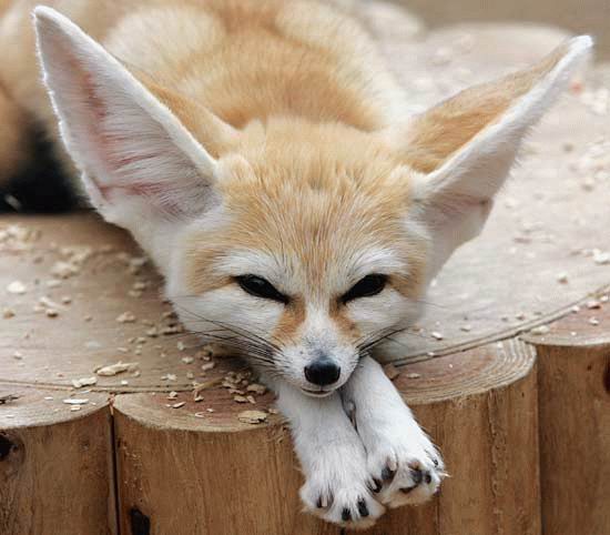 What is the smallest type of Fox?