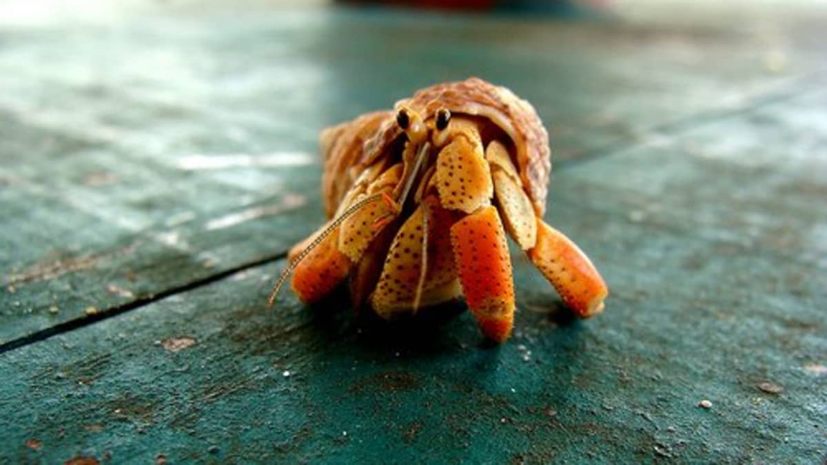 What is the smallest type of hermit crab?