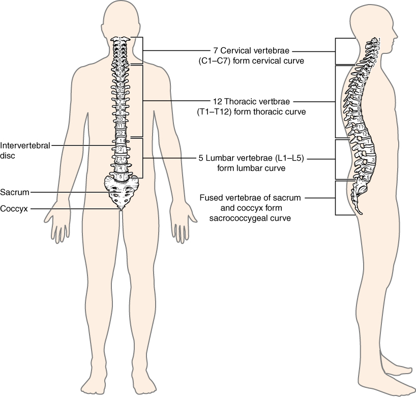 What is the smallest vertebrate in the human body?