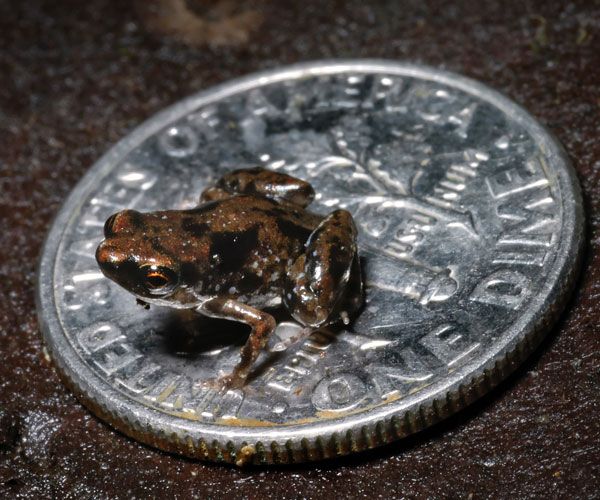 What is the smallest vertebrate in the world?